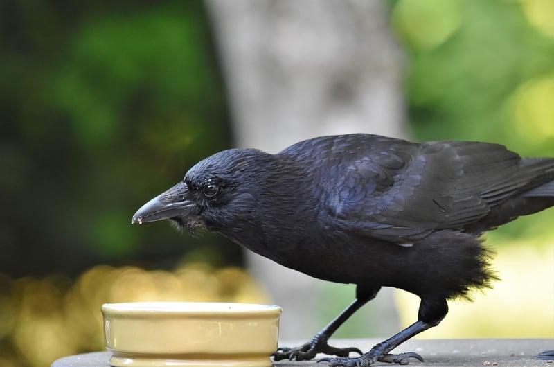 corbeau
