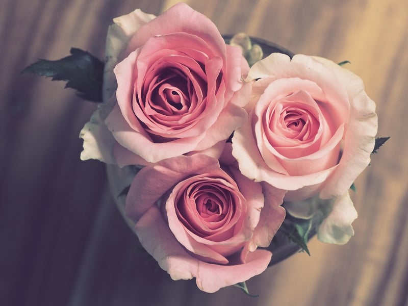 des roses