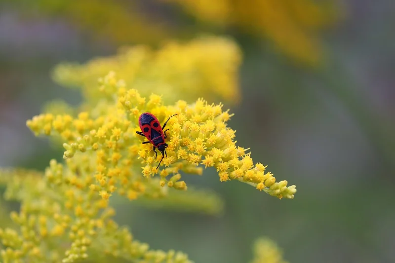 Les erreurs qui aggravent l’infestation